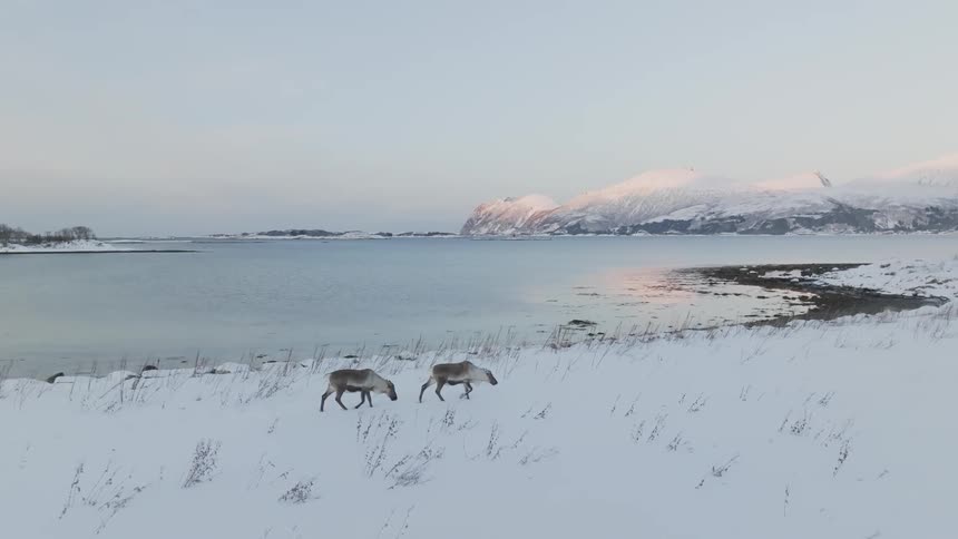 Two reindeer walking on a snowcovered ground at the edge of a lake on a morning