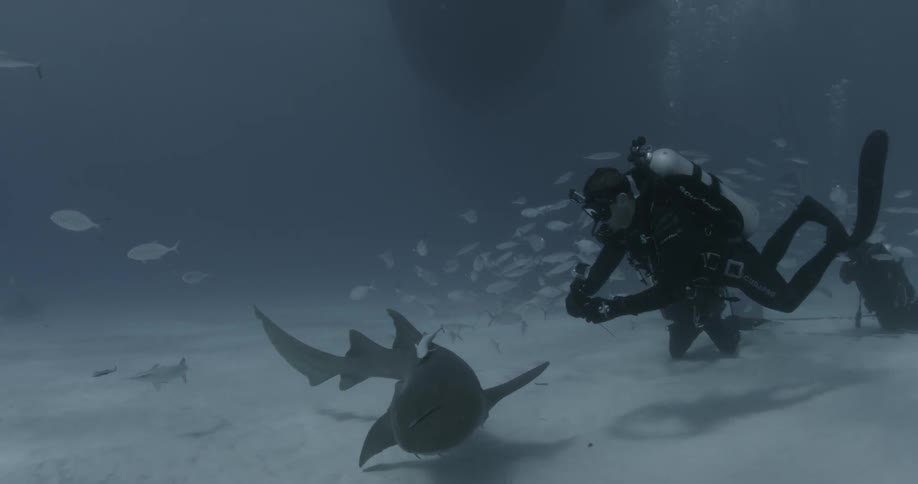 A scuba diver tries to attach a camera to a shark