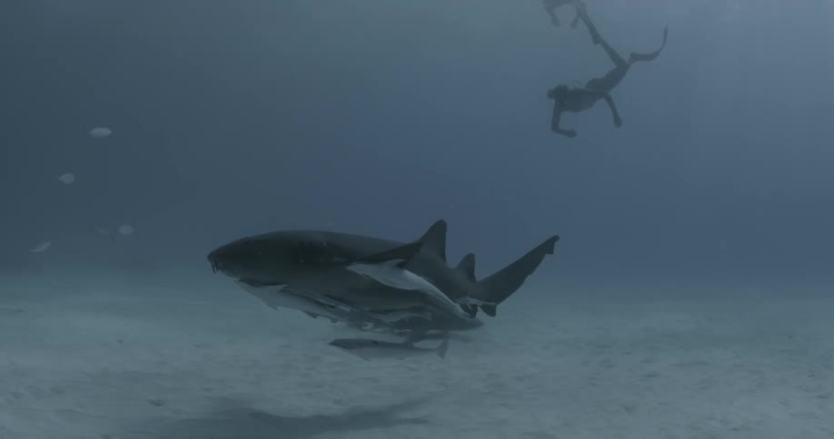 A couple of sharks swimming as divers swim near