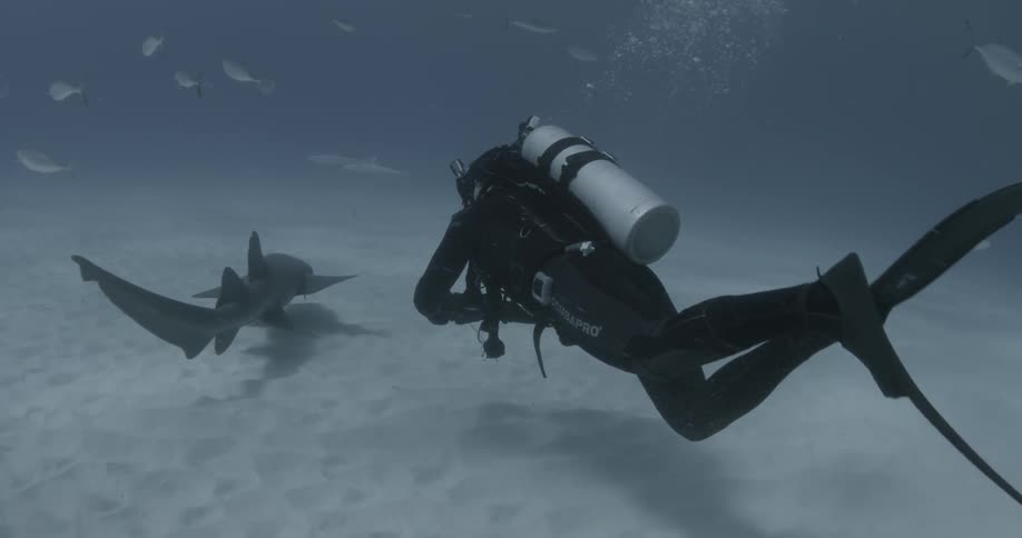 A scuba diver photographs fish and sharks