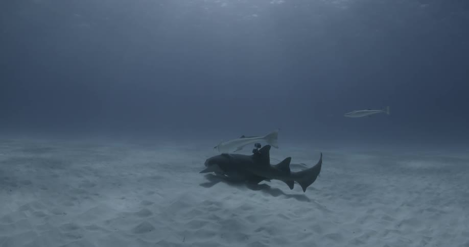 Two sharks are swimming on the ocean floor