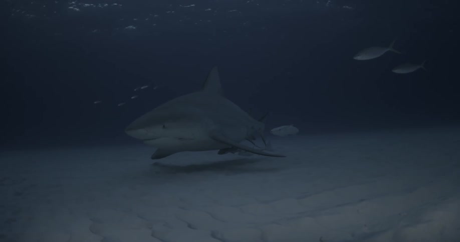 A shark is swimming on the bottom of the ocean