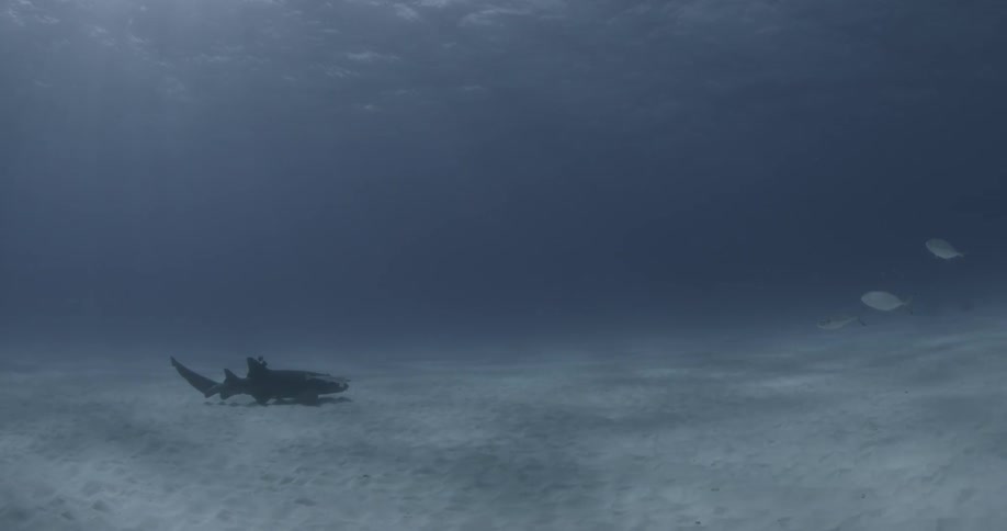 A shark and fish swim near the ocean floor