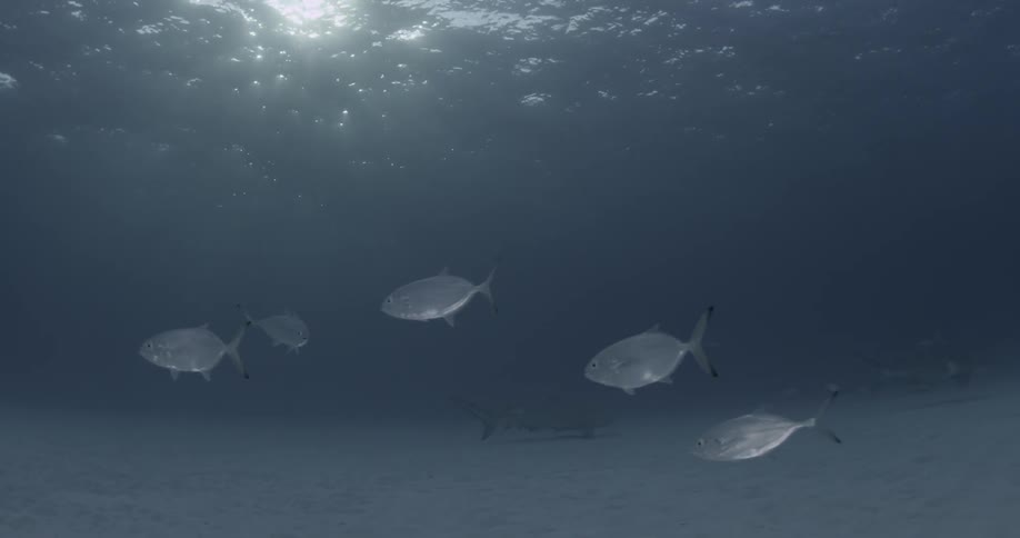 Fish swim underwater with the light reflecting on them from above