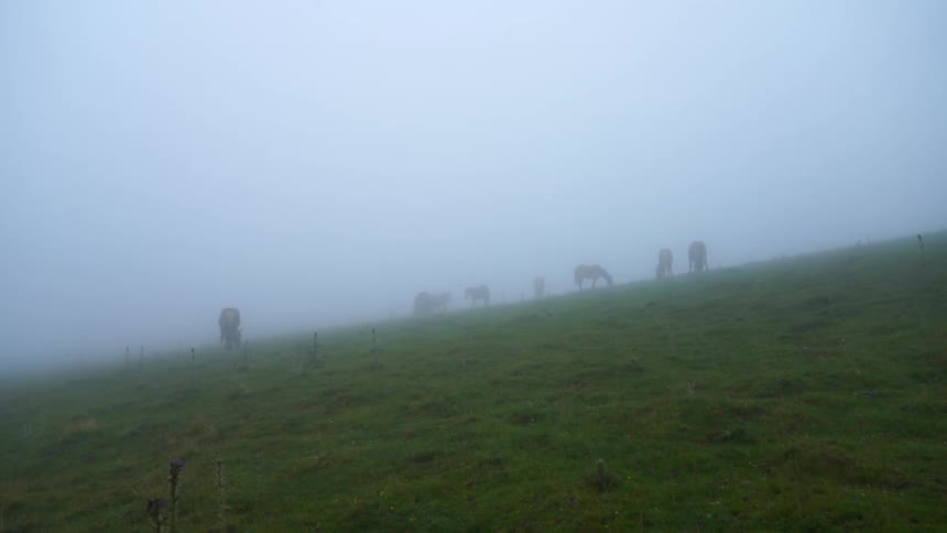 Animals graze on a grassy area
