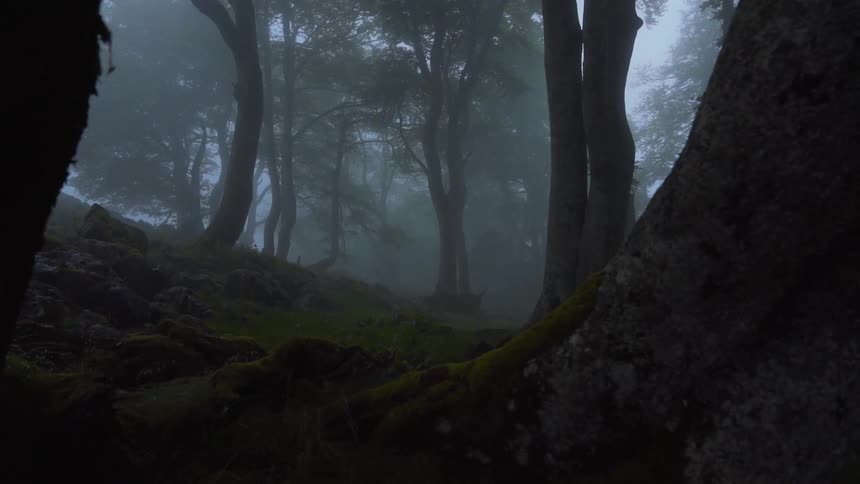 Forest on a cloudy day with fog