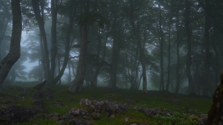 Forest with grass on a misty day