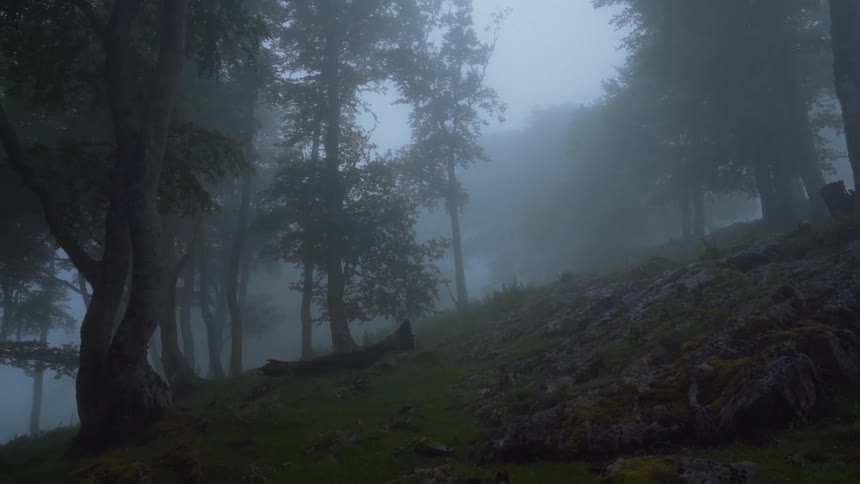 Fog hangs over a wooded area
