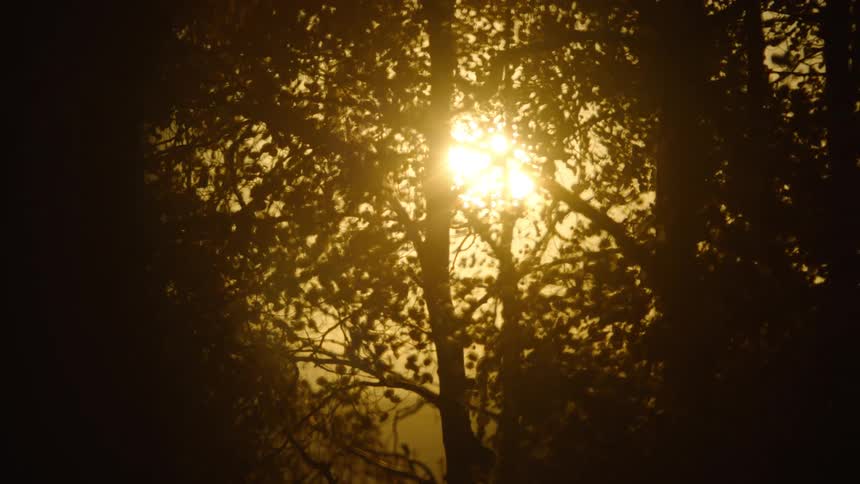 The sun shines into a dense forest