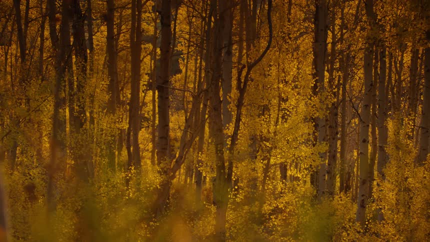 Dense golden fall foliage covers thin forest trees