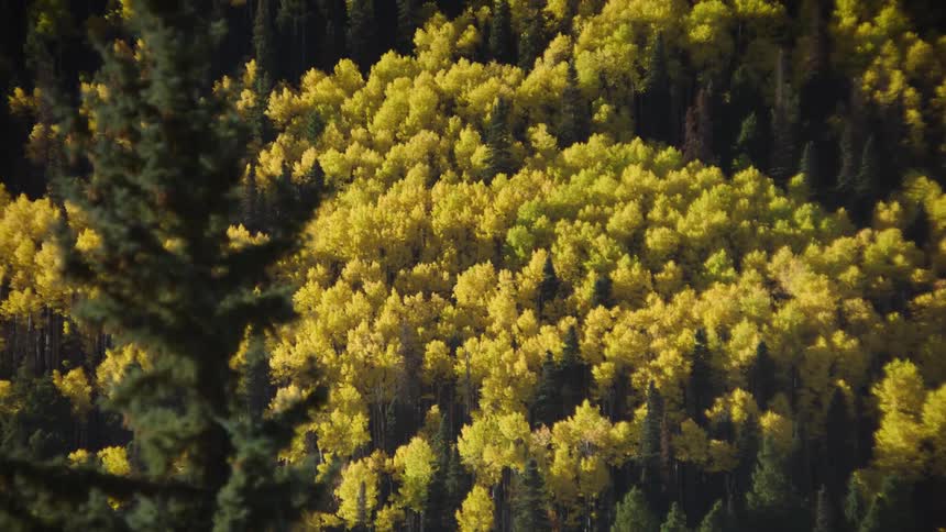 A forest with different color trees grows
