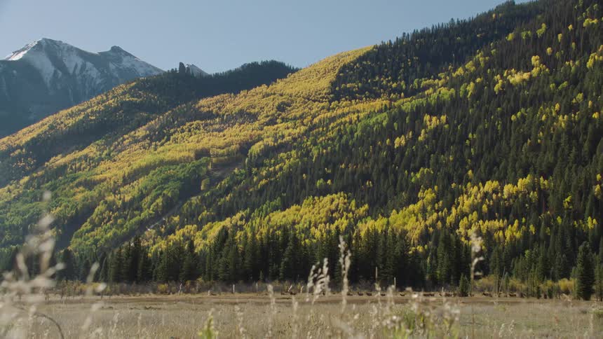 Mountain slope covered in dense green and yellow foliage under clear blue sky