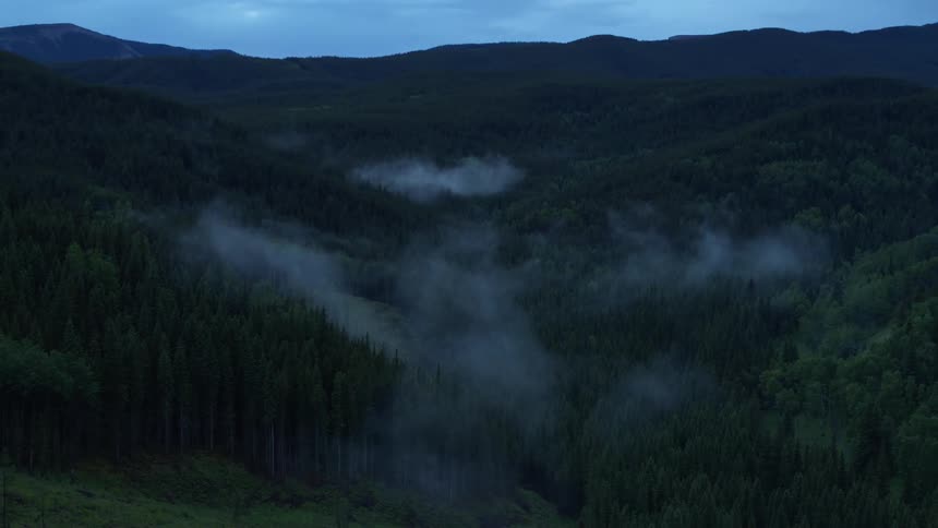 A mist over a forest of pine trees as night falls