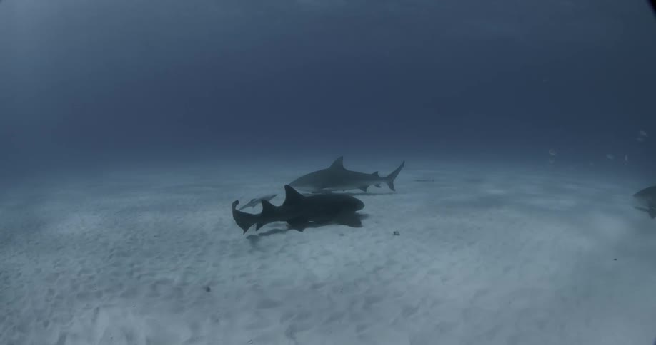 A group of sharks swim near the ocean floor