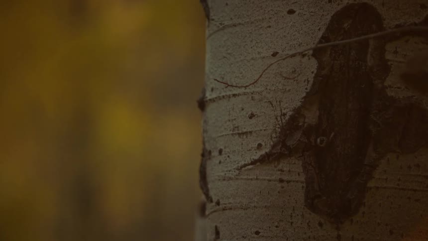 A close up clip of a tree
