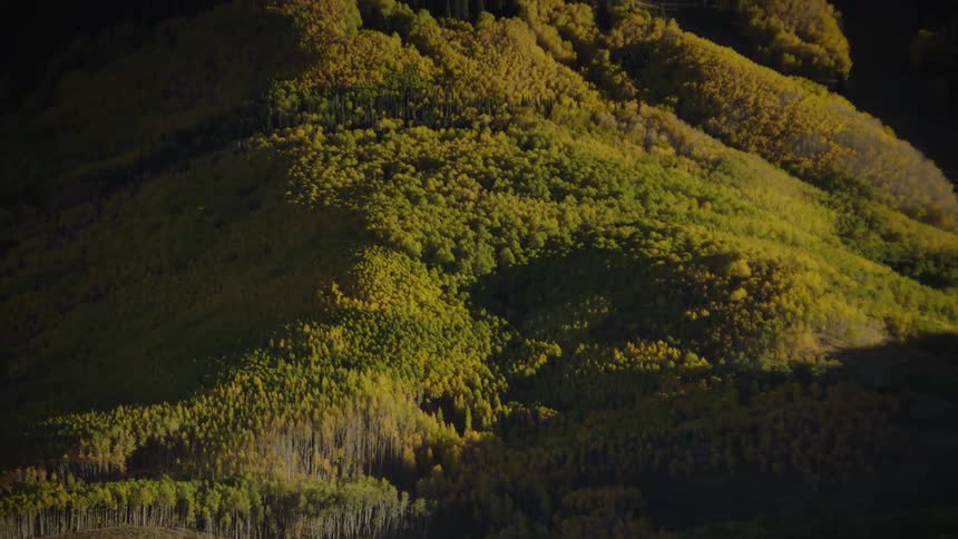 A forest with green and yellow folliage on the slopes of a mountain