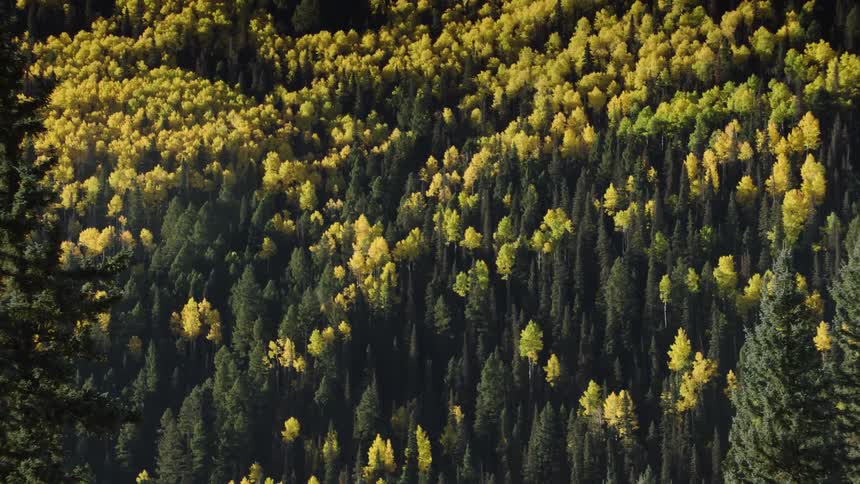 A fir forest on a slope