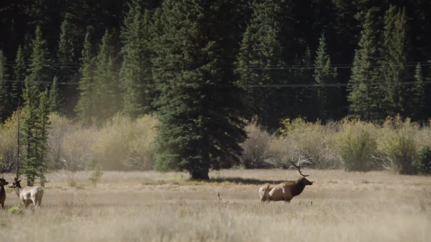 Deer in a field by the forest