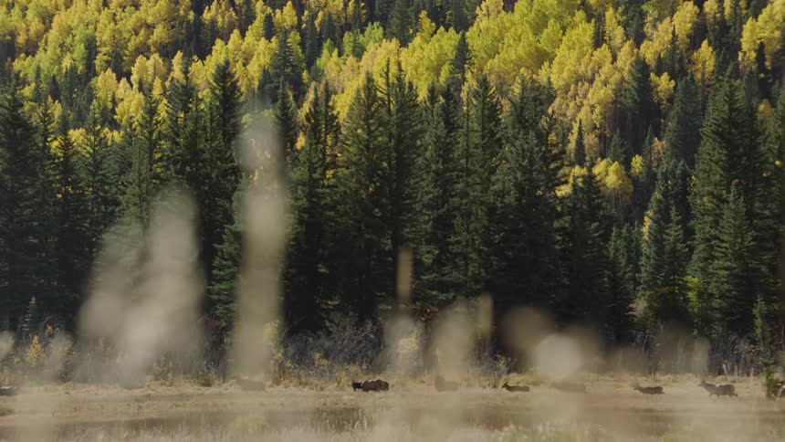A herd of deer pass in front of a dense forest with a mix of green and yellow foliage