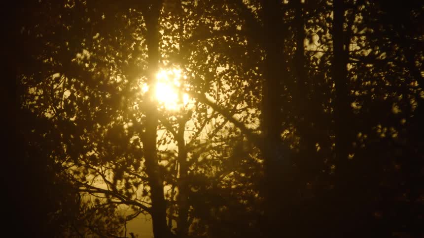 Golden sunlight filter through the tree branches at sunset