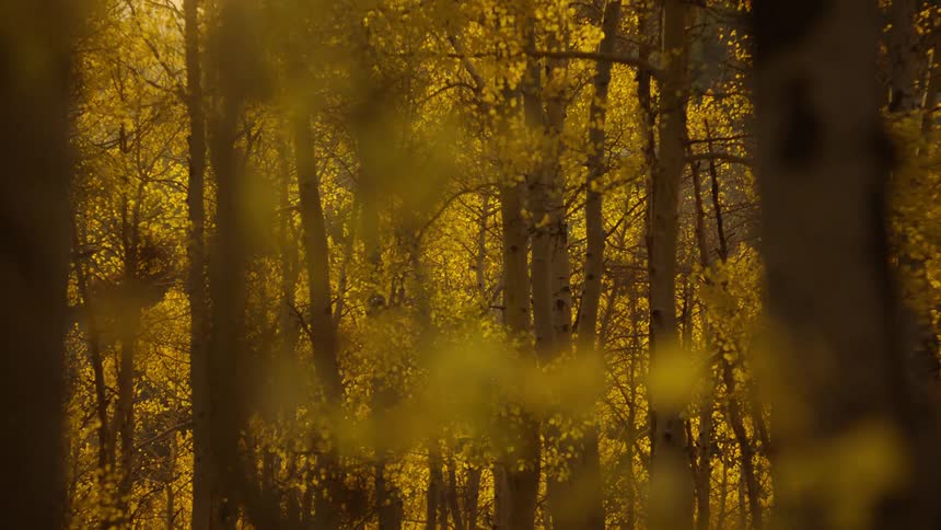 Sunlight shines down upon a grove of tall and slender trees