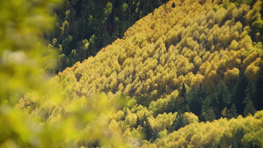 Forest in seasonal transition with trees ranging from dark green to light yellow on a mountain