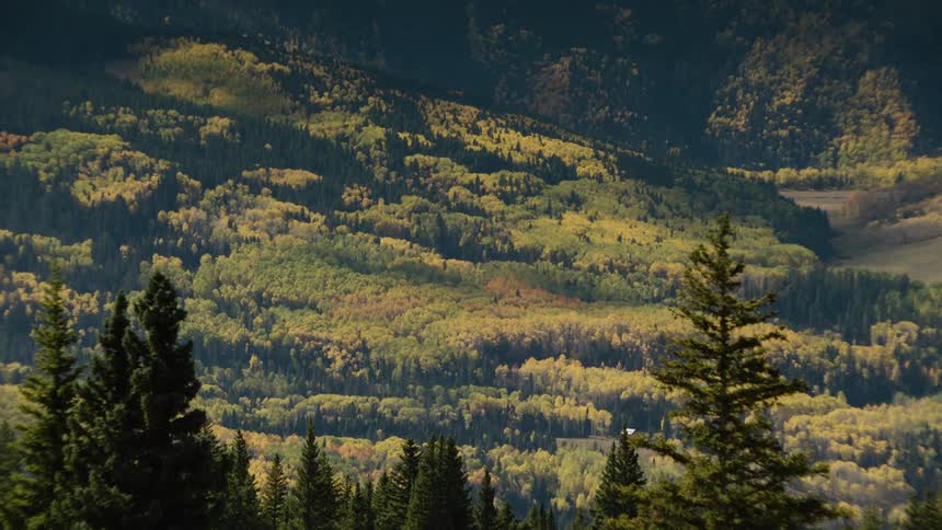 A dense forest on a mountain slope