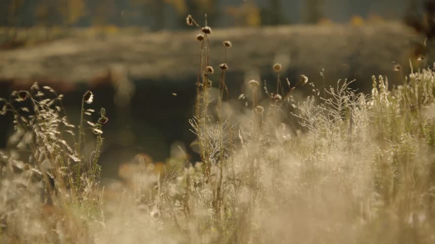 Landscape of dry tall grass overlooking natural hills and hills