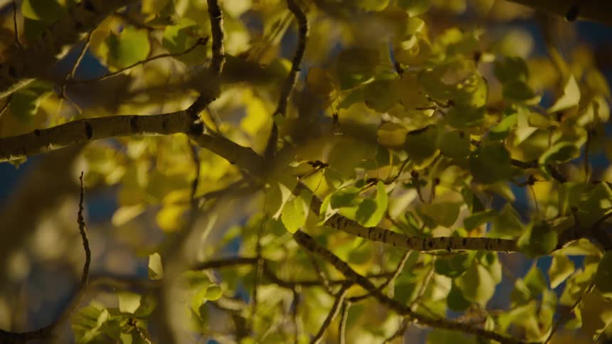 Upward view of leaves of a yellowed tree moving by the force of the wind