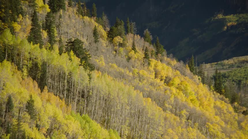 The mountains are covered with trees