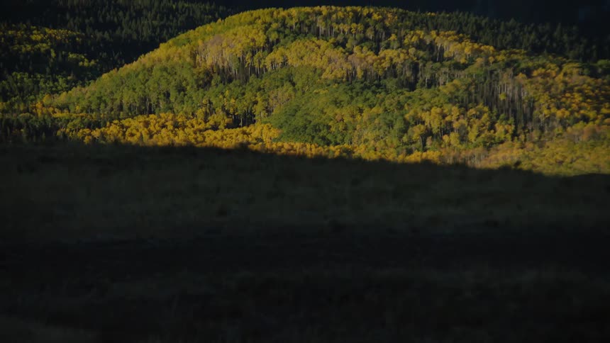 Hilly hill with conifers