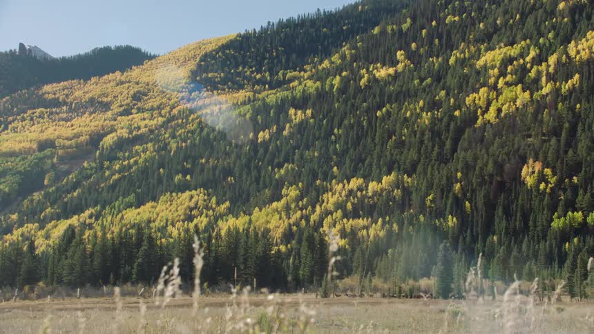 A large mountain covered with pine tree forest