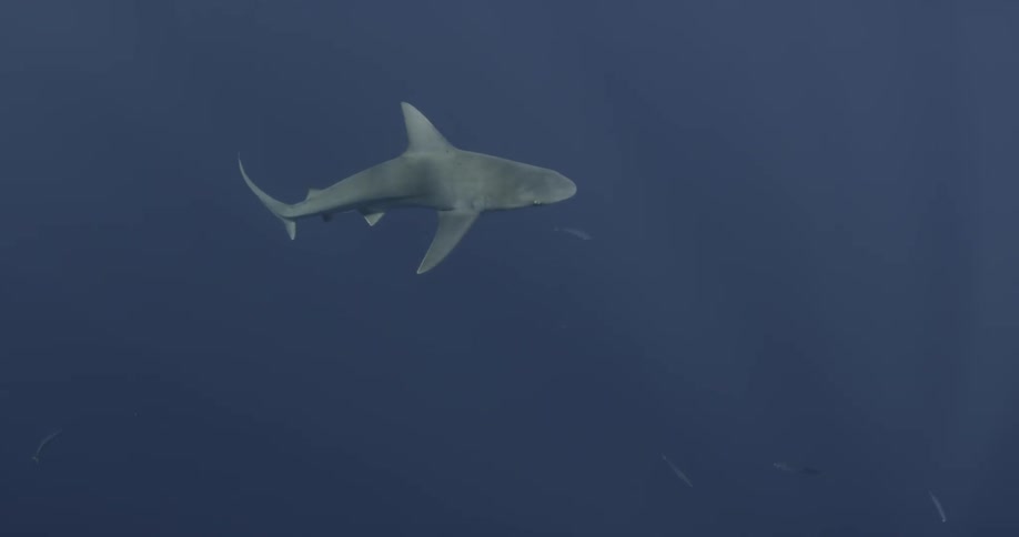 A shark glides in the blue water ahead