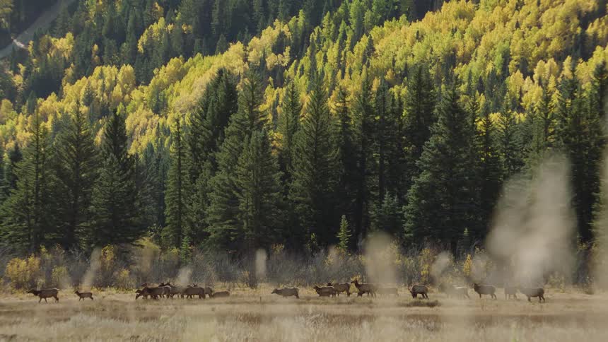 Group of deer walking through the jungle grassland next to a coniferous forest