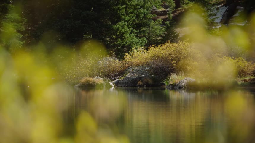 Calm lake with forest around