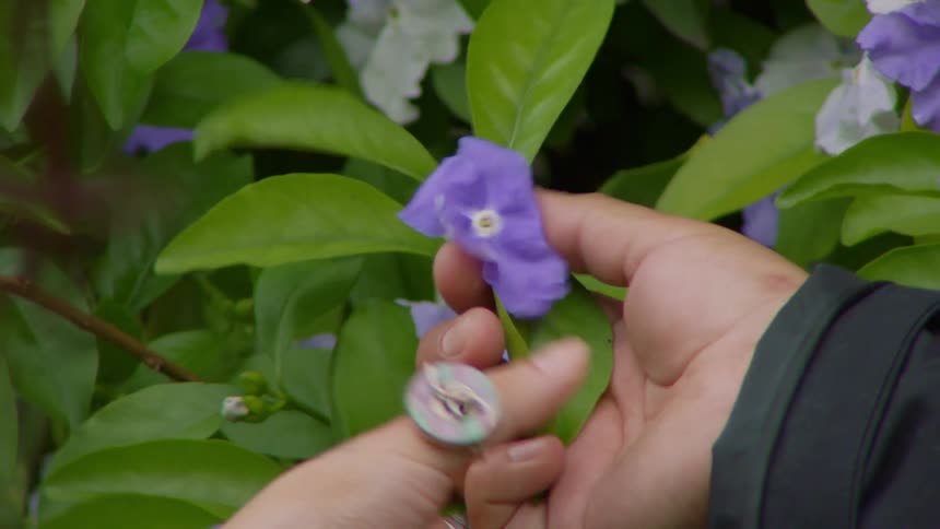 A closeup of a couples hands holding a purple flower