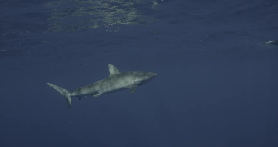 A shark swimming in the sea