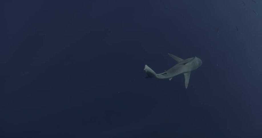 A shark swims in the dark waters ahead