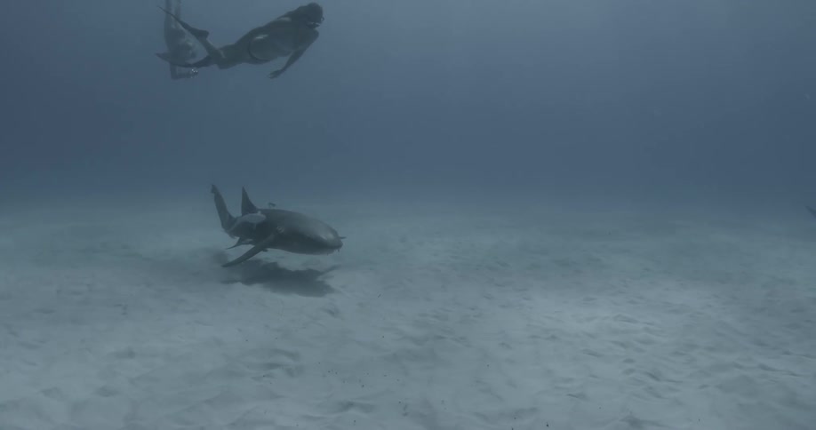 A diver is swimming down towards a shark