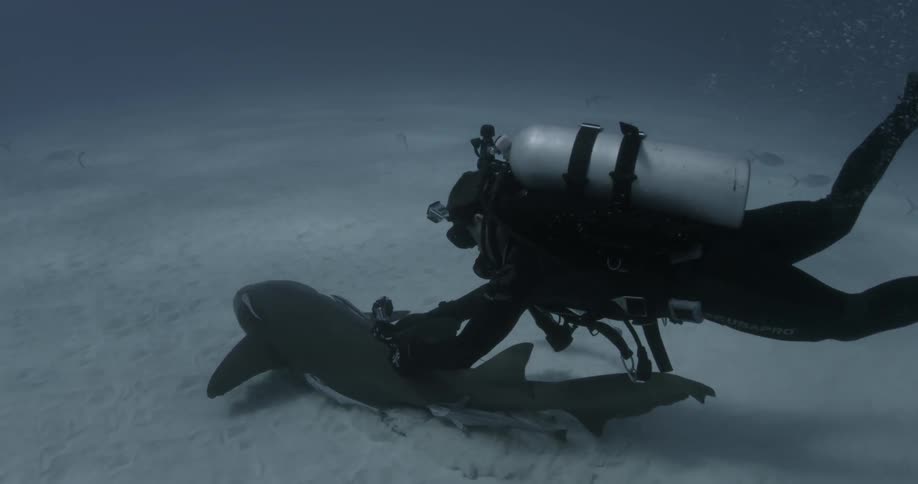 Scuba diver attaching something to a nurse shark as it's swimming