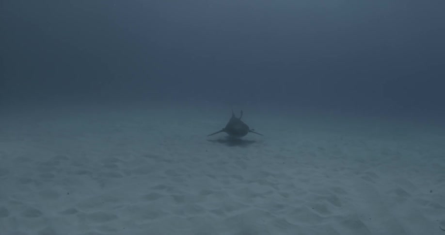 A shark swims below divers in the ocean
