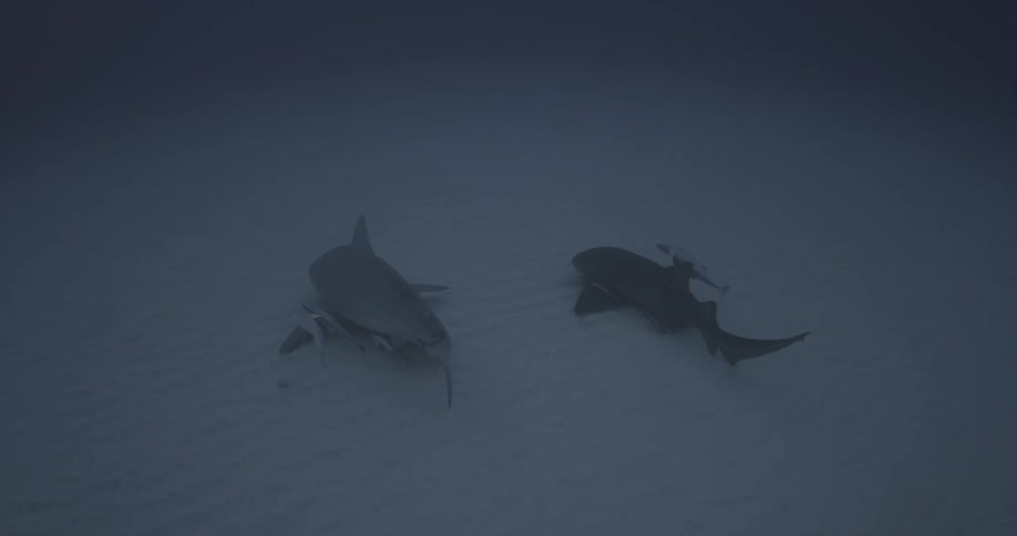 Sharks are swimming on the bottom of the ocean