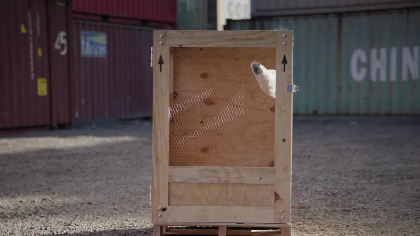 White macaw inside a wooden box in an openair environment with containers around