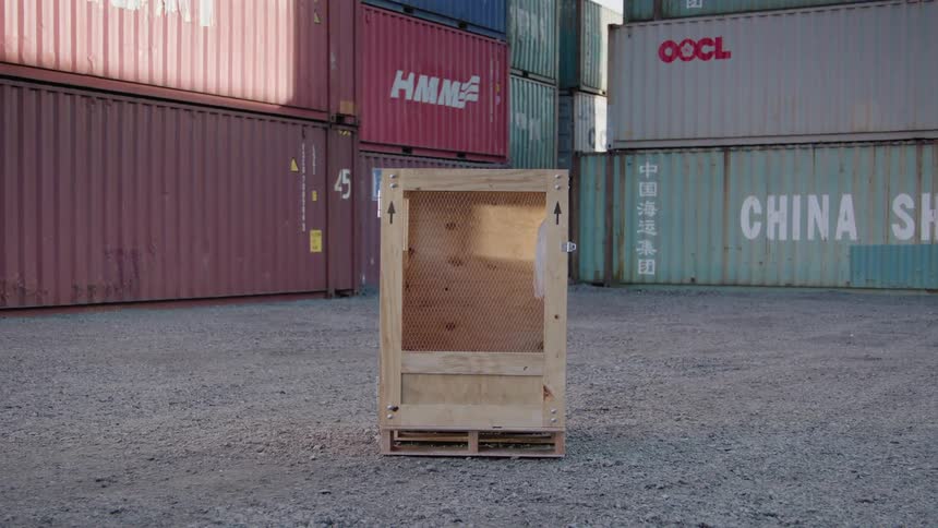 A white bird moves around in the wooden crate