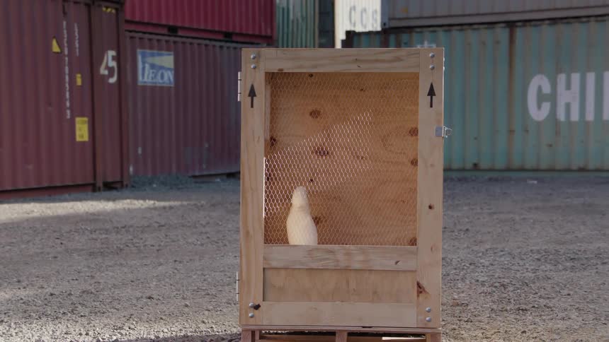 White macaw bird inside a wooden box with containers around