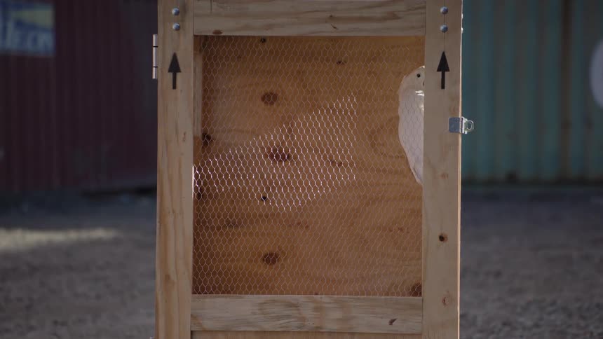 White macaw trapped inside a wooden box with containers around it