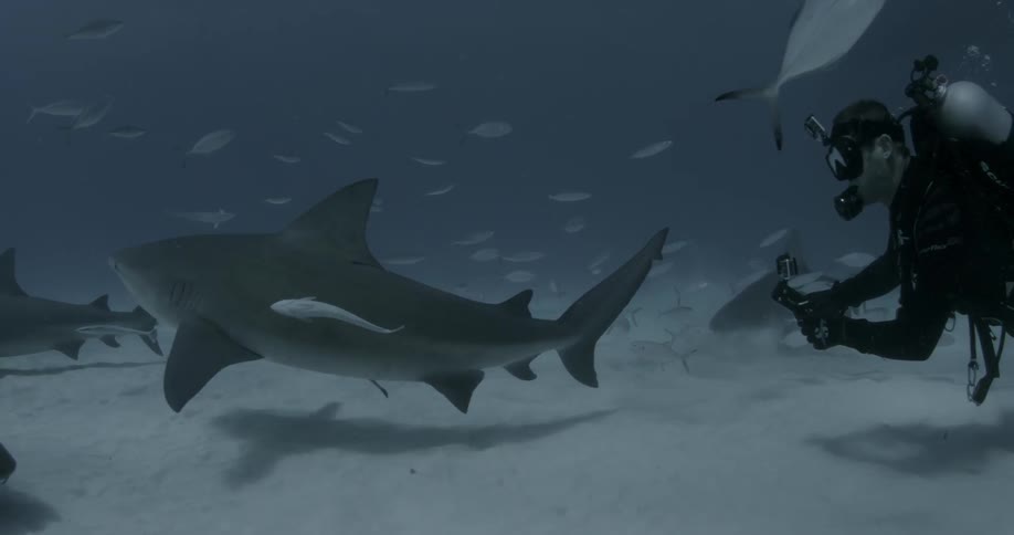 Scuba diver swims with sharks and fish