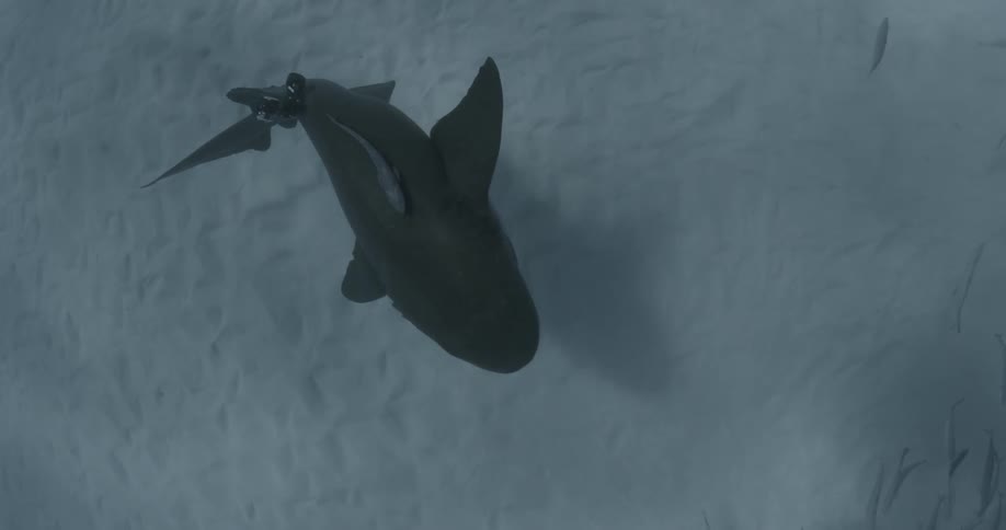 A large shark swims near a small school of fish near the ocean floor