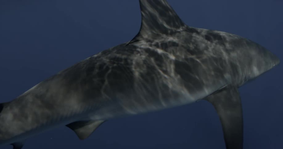 Shark swimming through the ocean with sunlight reflecting off it