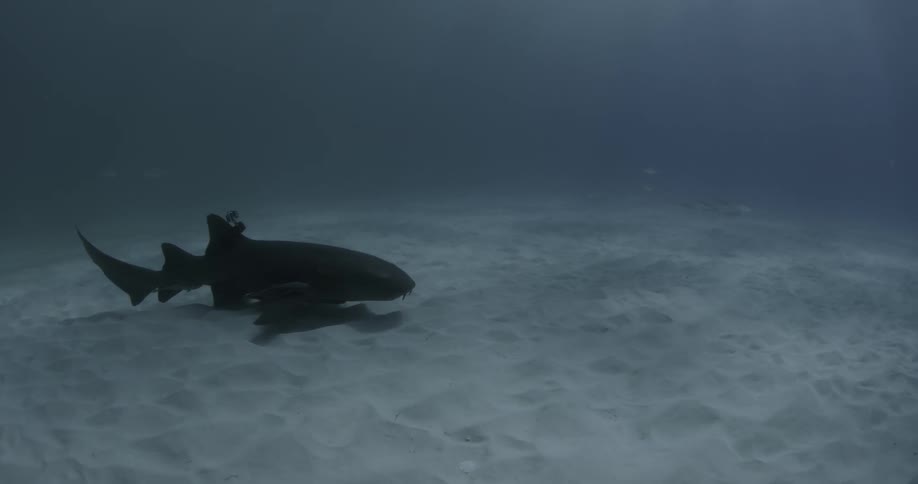 A shark swims along a sandy seabed